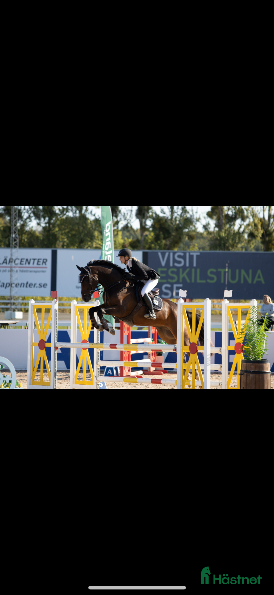  hästar Talangfull 7 åring!  - Annons 6