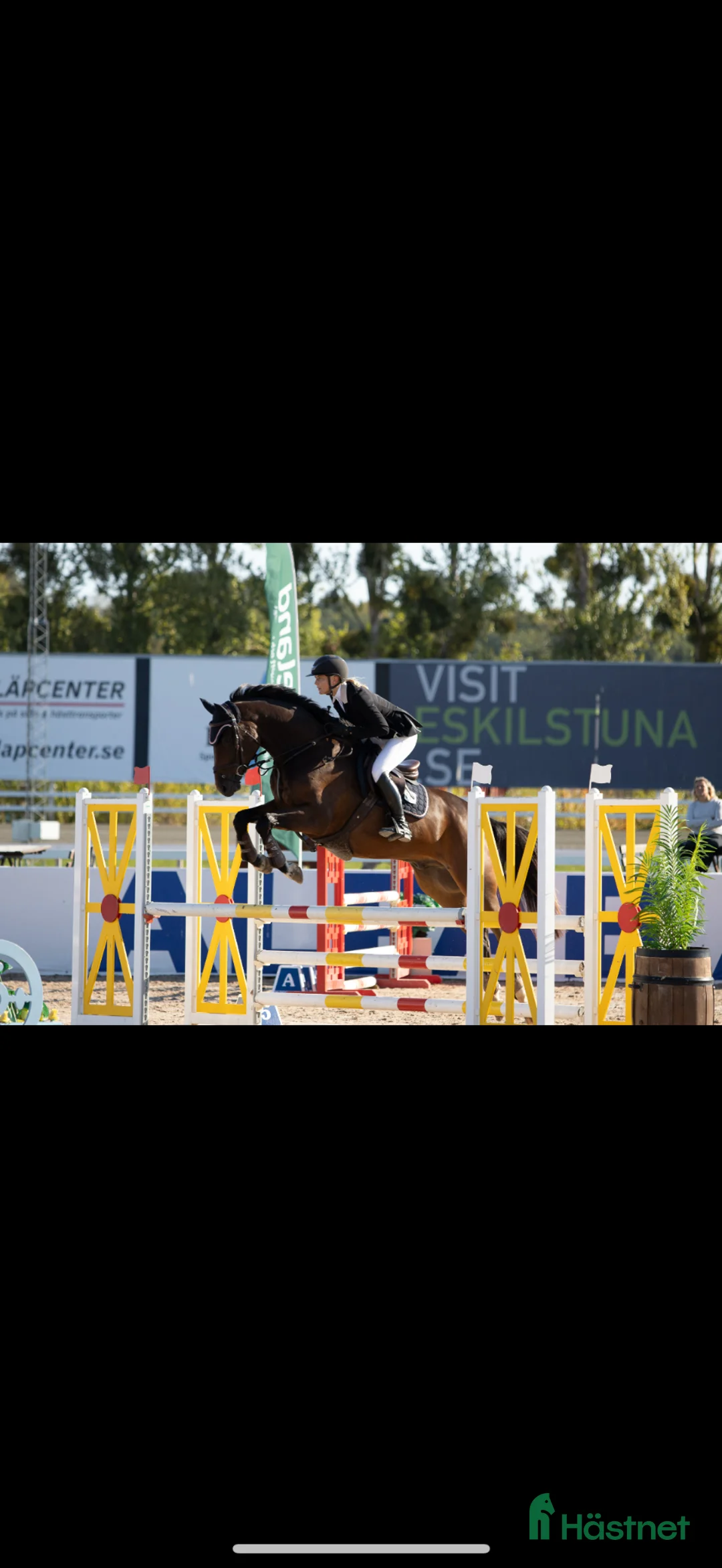 Hoppning hästar till salu: Talangfull 7 åring!  i Vänge - Annons 1