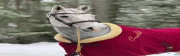 Allround hästar till salu: Bästa vän söker nytt hem - Annons 8