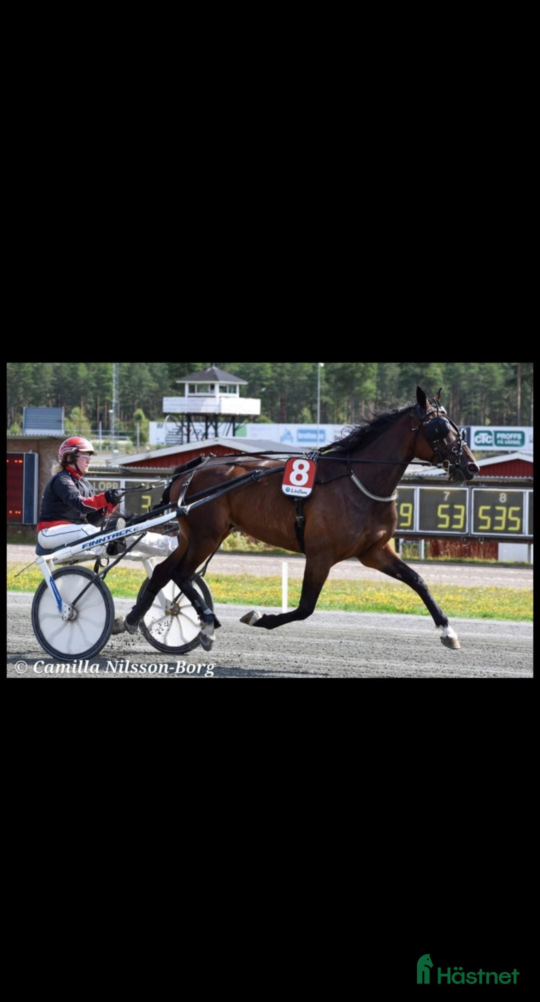  hästar Carro Palema till Avel/trav ⭐️ - Annons 11