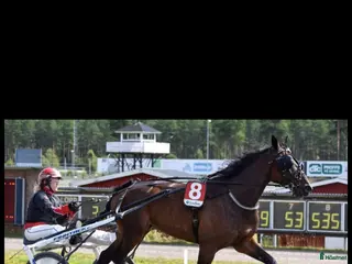 hästar Carro Palema till Avel/trav ⭐️ - Annons 1