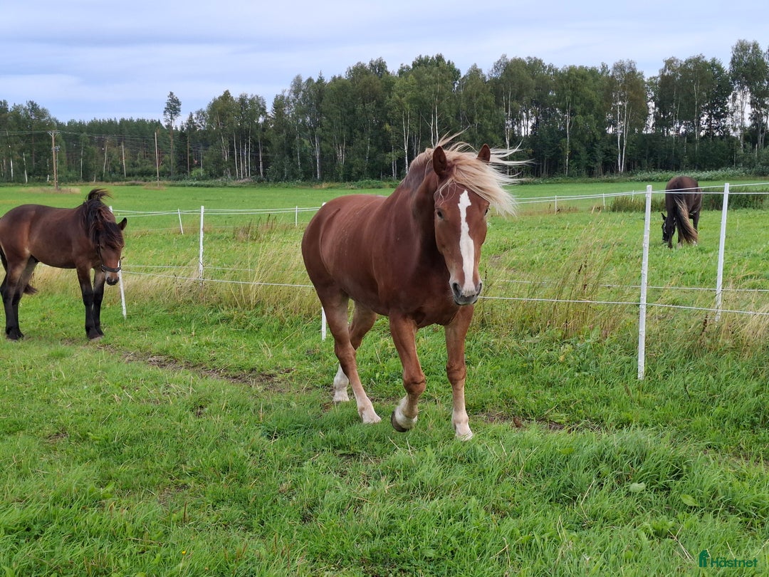 Allround hästar till salu: Snyggaste fuxen som finns. i Öjebyn - Annons 5