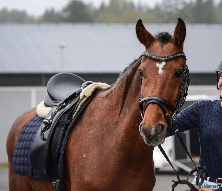  hästar Blivande dressyrponny! i Härnösand - Annons 6