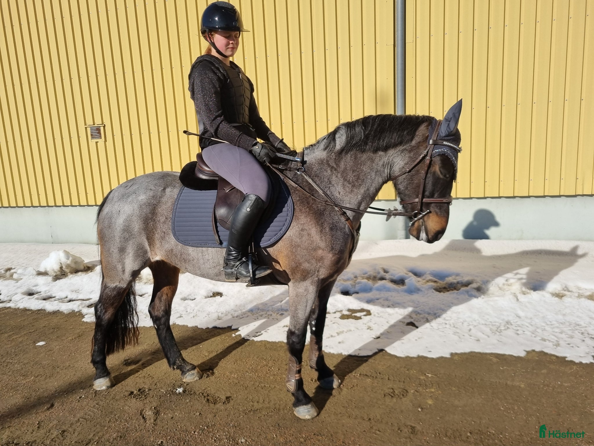  hästar Någons bästa vän - Annons 12