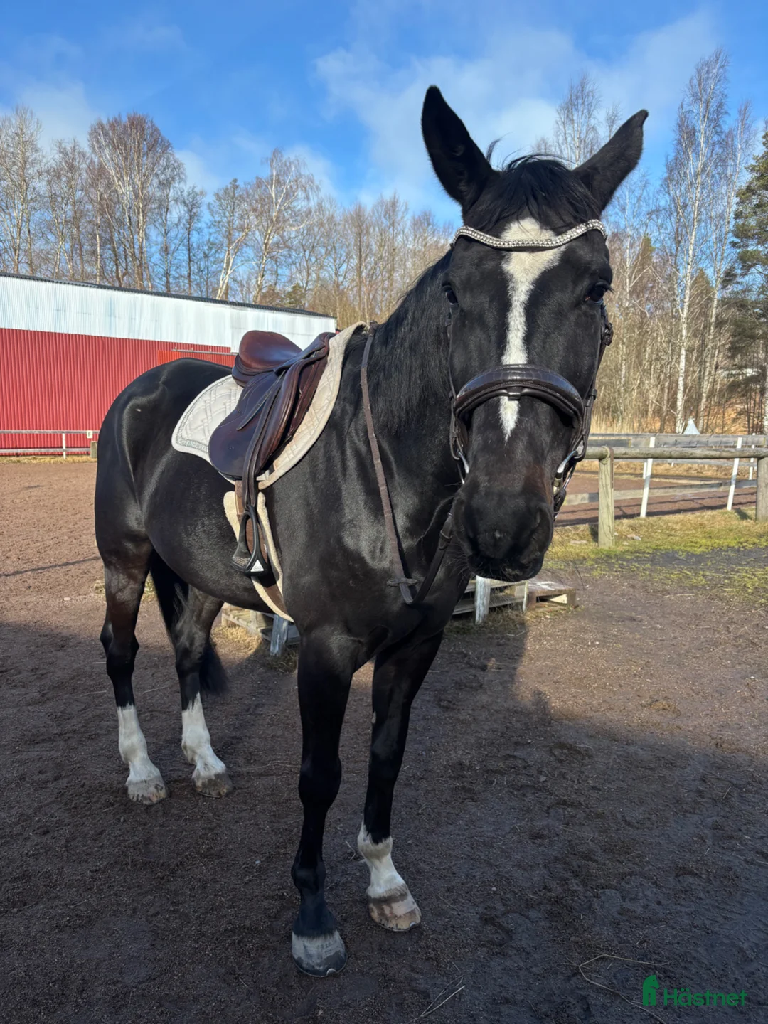 Allround hästar till salu: Trevlig kille för start/ridning eller monté - Annons 1