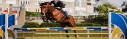Hoppning hästar till salu: Cool ”autoride” för championaten - Annons 7