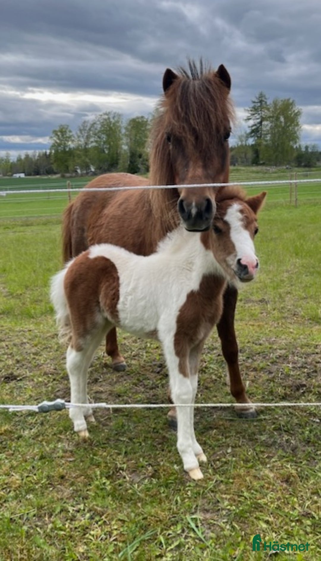 Övrigt hästar till salu: Vackert miniatyrhäst sto! i Örsundsbro - Annons 5
