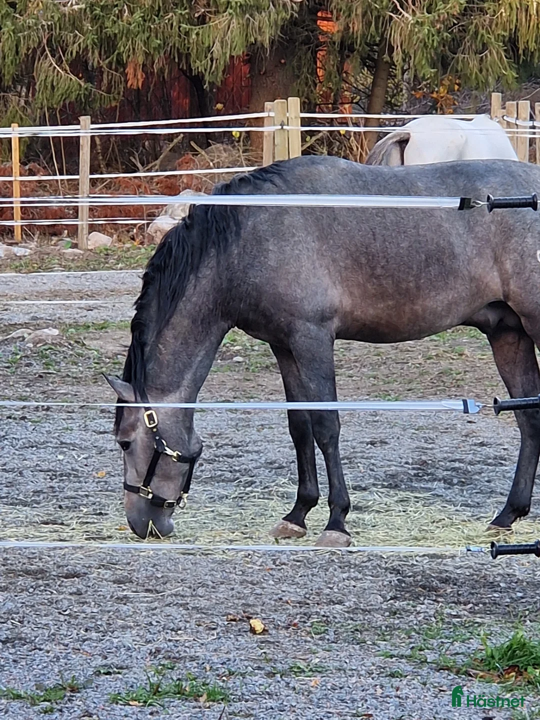 Allround hästar till salu: Förmånligt till rätt hem i Nybro - Annons 2