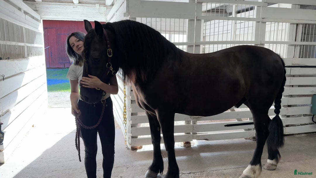 Allround hästar sökes: Häst sökes till livslång fodervärd/senare köp i Norrköping - Annons 7