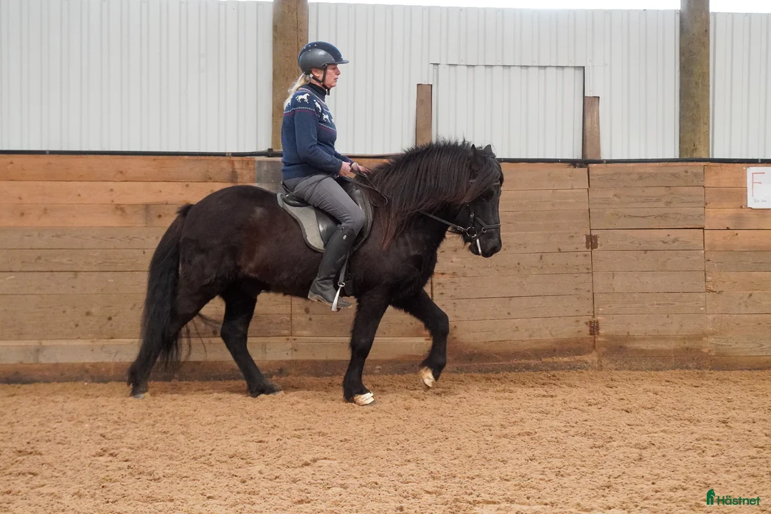 Island hästar till salu: Trevlig, mycket ridbar unghäst i Vessigebro - Annons 8
