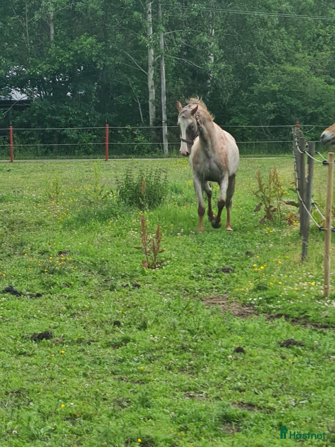 Allround hästar till salu: Drömponny  i Munka-ljungby - Annons 8