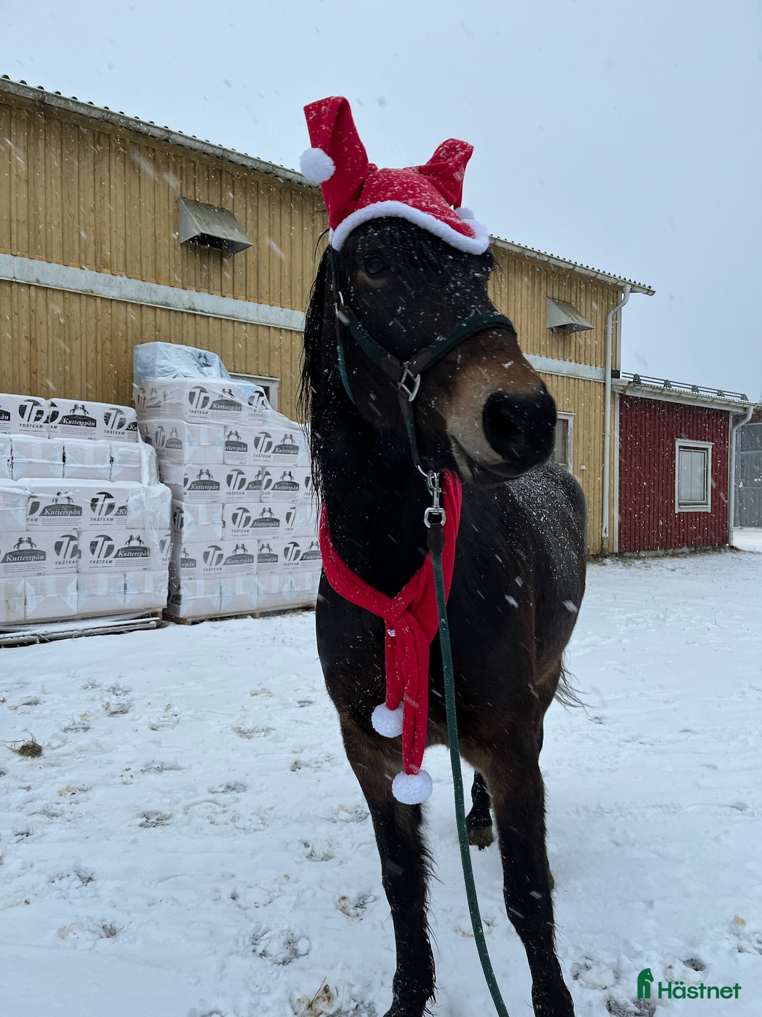  hästar Kallblod till sällskap eller avel i Själevad - Annons 11