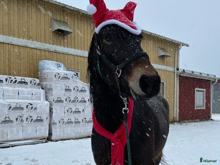 hästar Kallblod till sällskap eller avel i Själevad - Annons 11