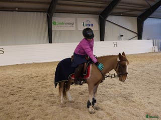 hästar Underbar B-ponny! - Annons 16