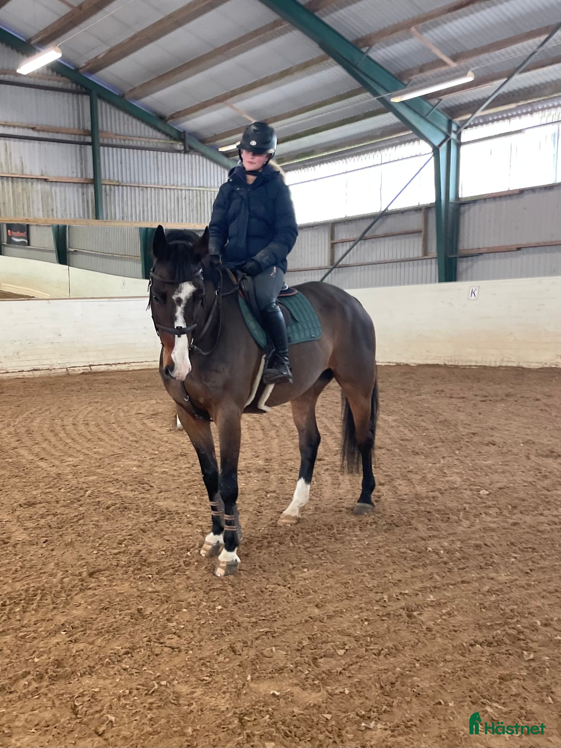  hästar Välriden alleround häst i Vellinge - Annons 4