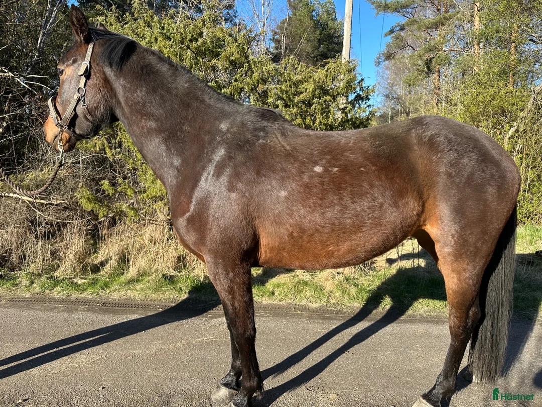 Allround hästar till salu: 3-åring med grymt psyke - Annons 4