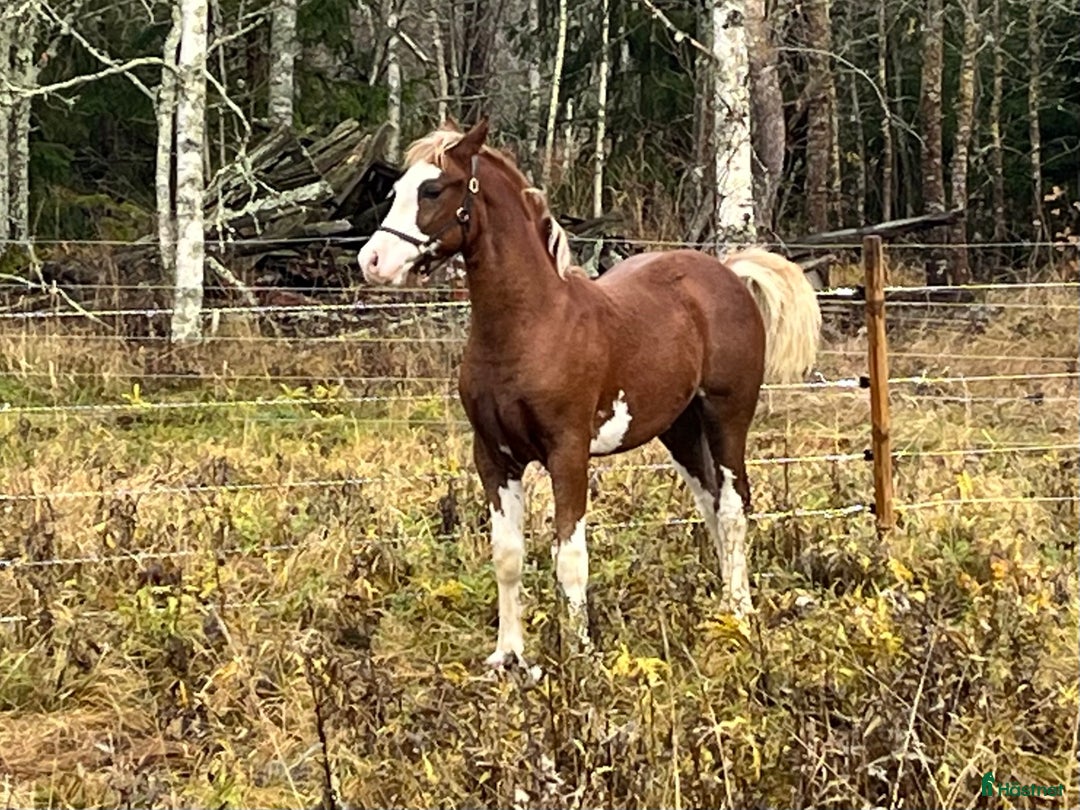 Allround hästar till salu: Stor welsh cob hingst i Ransta - Annons 2