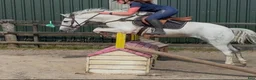 Hoppning hästar till salu: Jumping ponies  - Annons 4