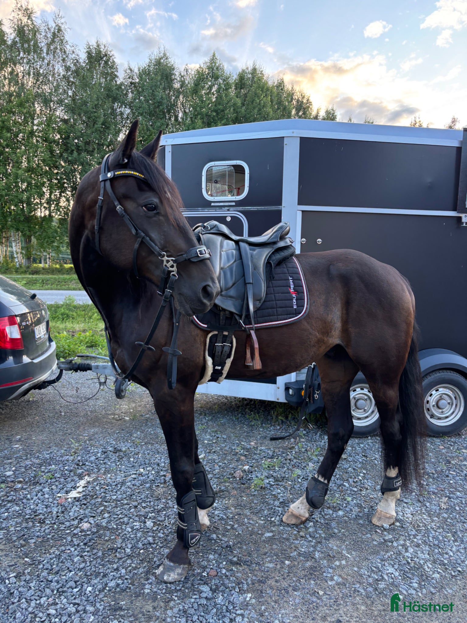 Allround hästar till salu: Super rolig och snäll bästa vän - Annons 5
