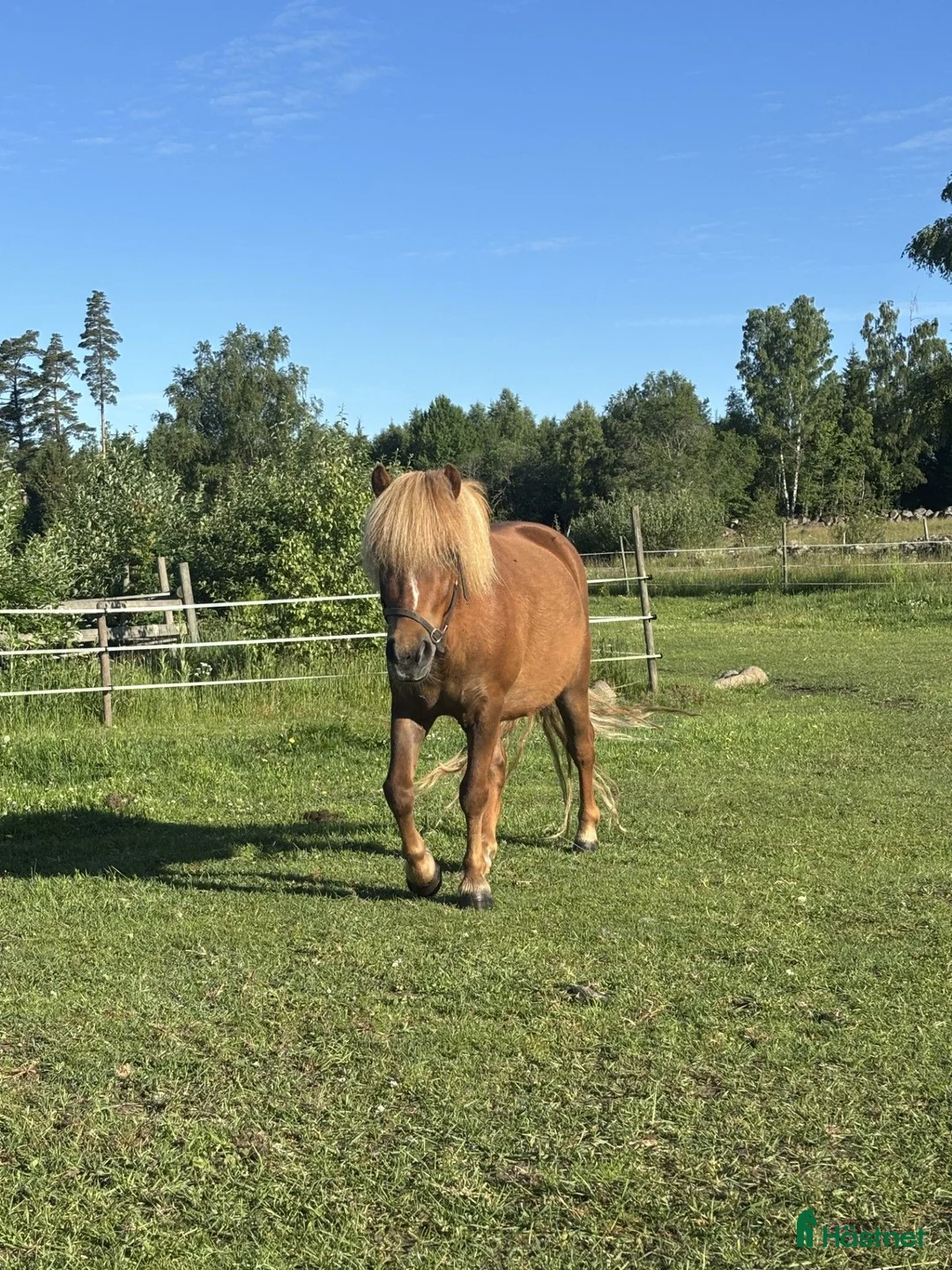 Trav hästar till salu: Superstammad blivande ponnytravare - Annons 2