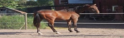 Fälttävlan hästar till salu: Åring med prestationsstark stamtavla i Bottnaryd - Annons 13