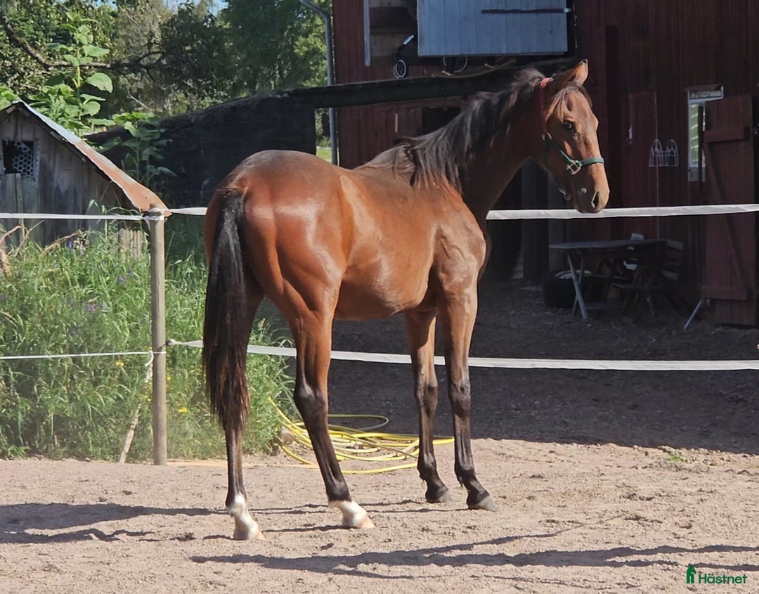 Fälttävlan hästar till salu: Åring med prestationsstark stamtavla i Bottnaryd - Annons 13