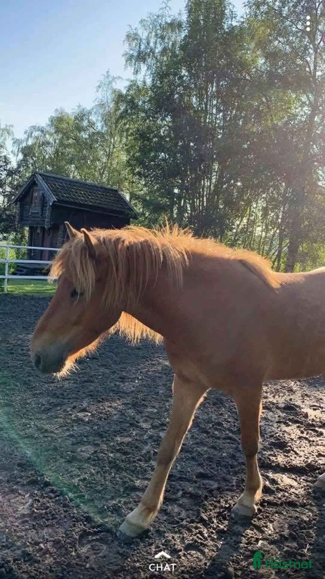 Island hästar till salu: Gjafar från Hästfjället, ståtlig och äventyrssugen - Annons 11