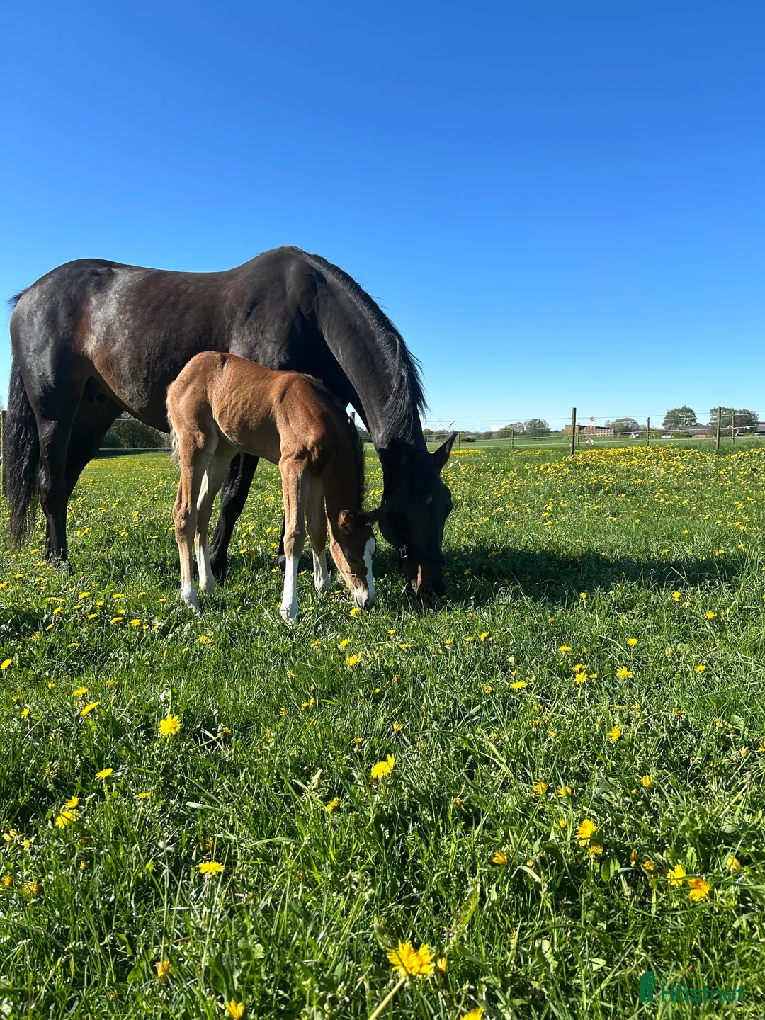 Avelshästar hästar till salu: Avel/hobby/allround häst - Annons 3