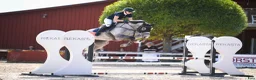Hoppning hästar till salu: Framtida talang hopp/fältävlan - Annons 1