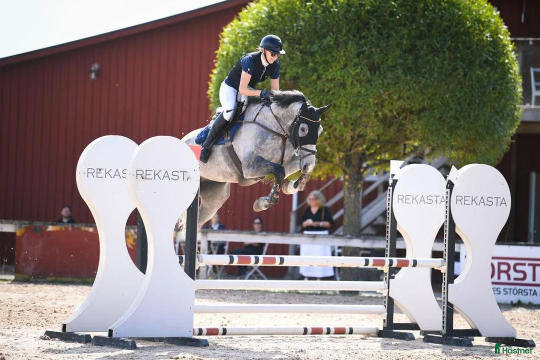Hoppning hästar till salu: Framtida talang hopp/fältävlan - Annons 1