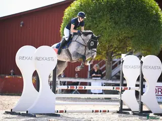 hästar Framtida talang hopp/fältävlan - Annons 1