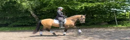 Working Equitation hästar till salu: Superfin guldig PRE valack  - Annons 1