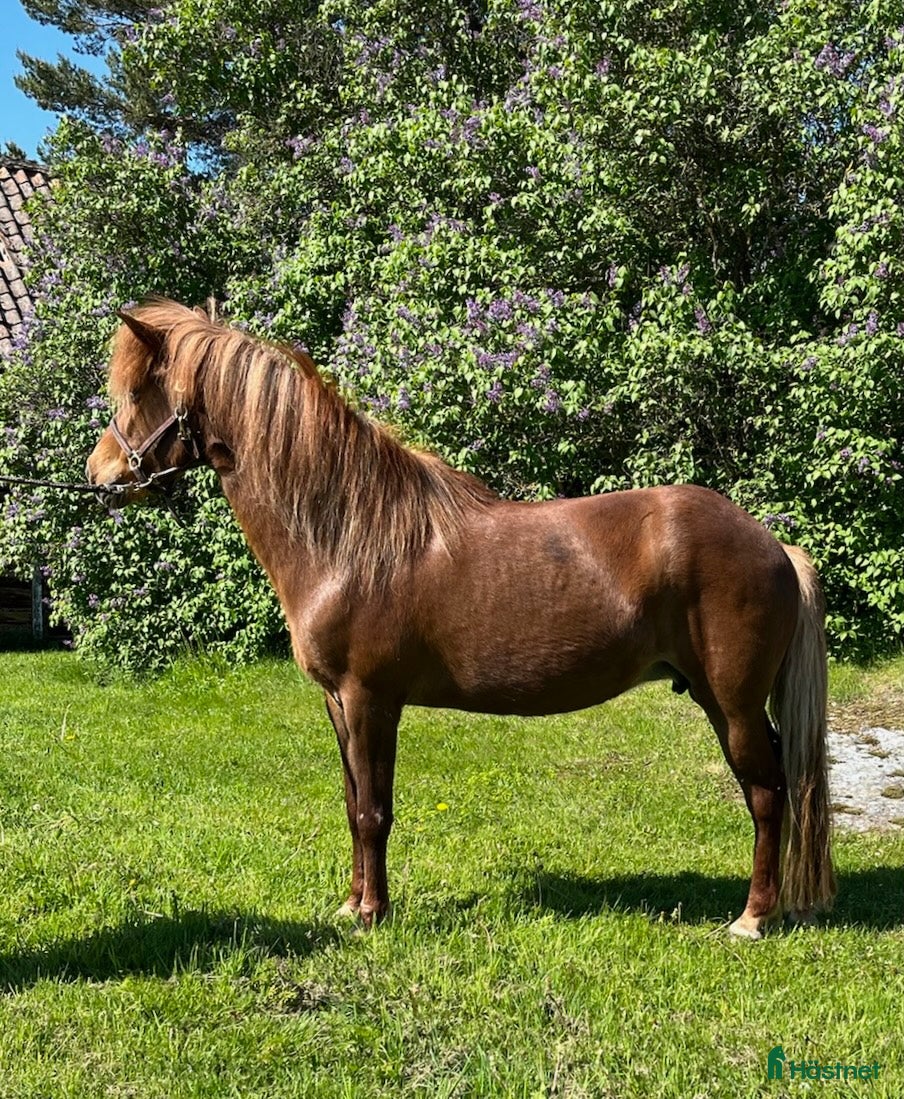  hästar Avelssto efter Viktor fra Diisa i Tjällmo - Annons 16