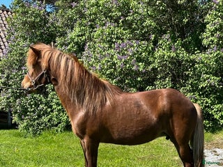 hästar Avelssto efter Viktor fra Diisa i Tjällmo - Annons 21