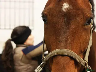 hästservice Rehab häst i Landsbro - Annons 18