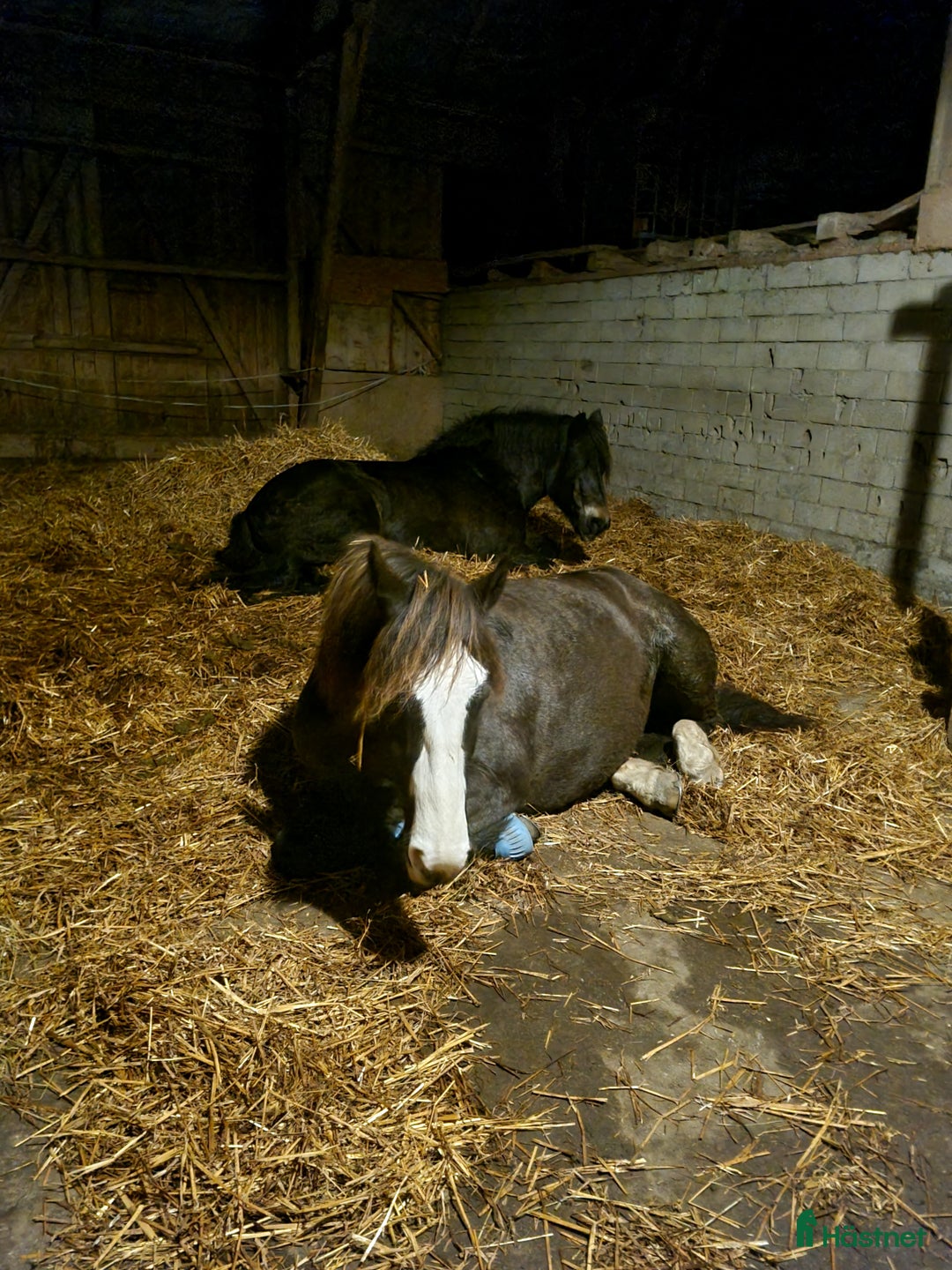  stallplats finnes: Lösdrift I tvååker i Tvååker - Annons 1