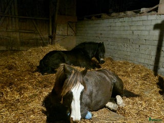 stallplats Lösdrift I tvååker i Tvååker - Annons 20