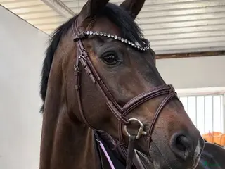 hästar Fantastisk fin ridehest - Annons 17