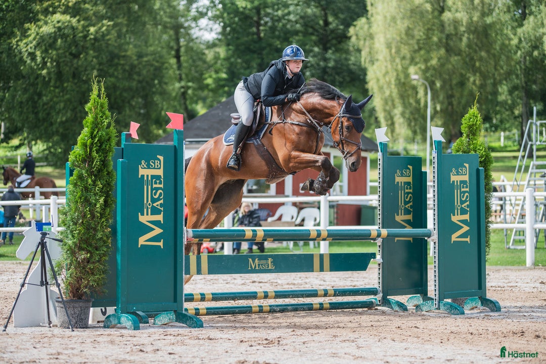 Hoppning hästar till salu: Härligt ridbar 4-åring. i Vikingstad - Annons 1