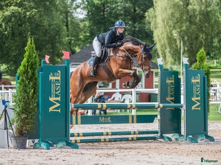 hästar Härligt ridbar 4-åring. i Vikingstad - Annons 9