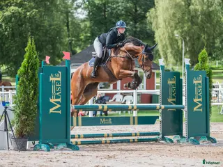 hästar Härligt ridbar 4-åring. - Annons 16