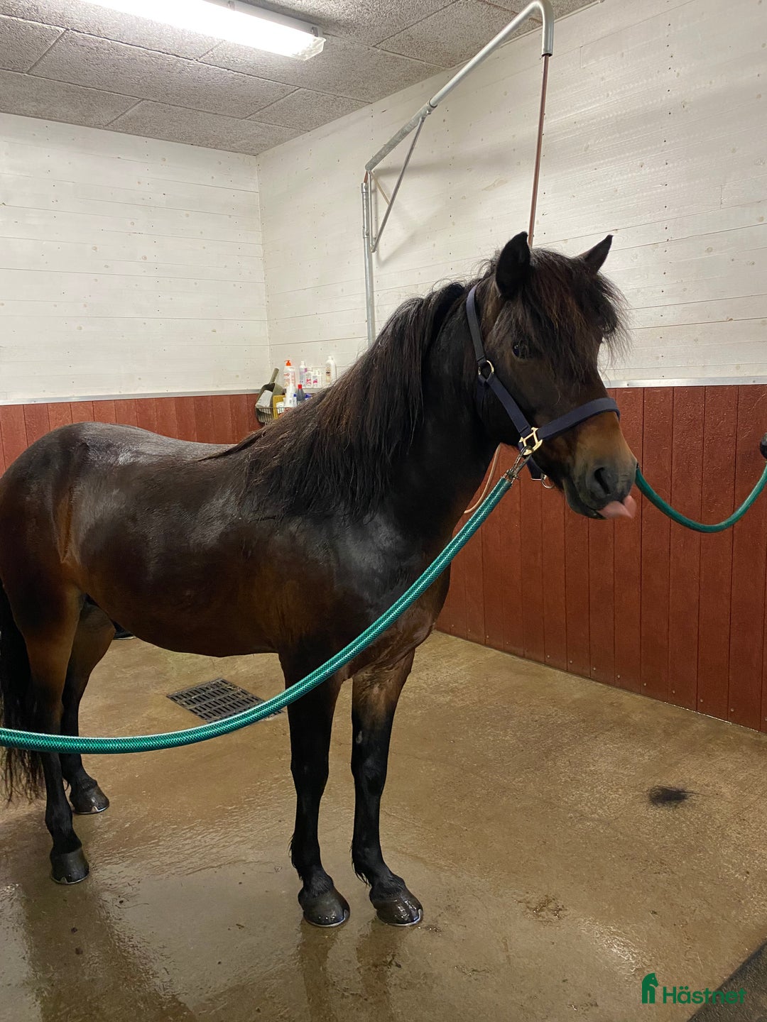 Sällskap hästar till salu: Sällskapshäst söker sitt föralltid hem i Rimbo - Annons 6