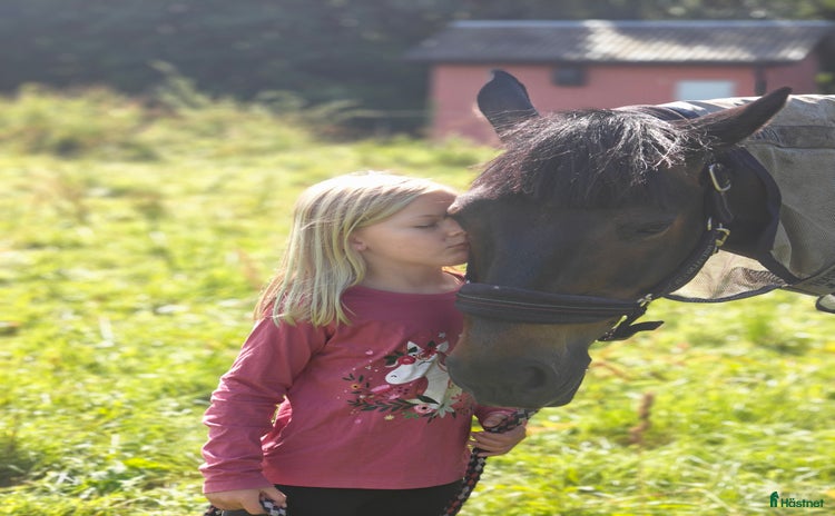  hästar i Vallda - Annons 5