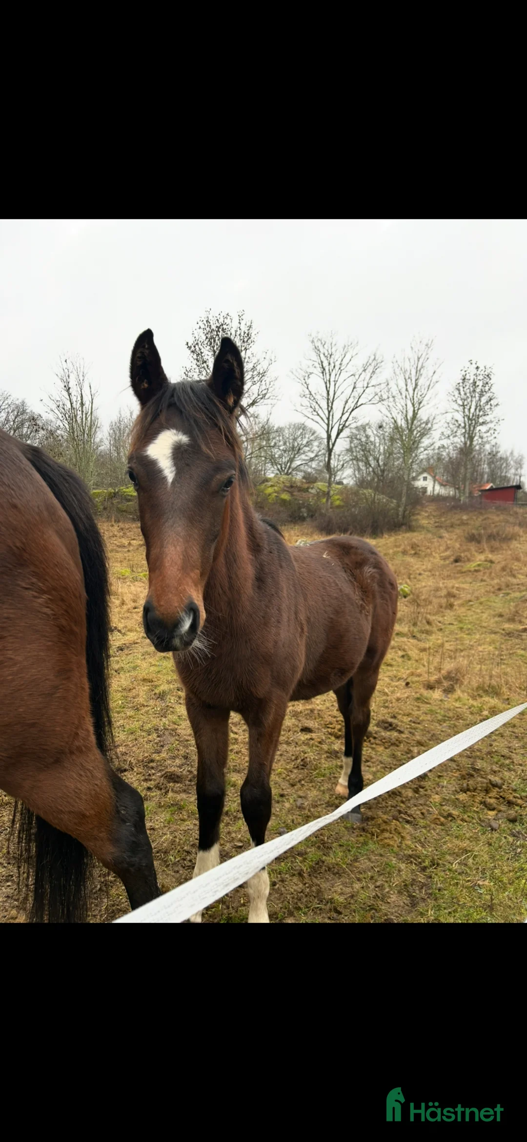 Allround hästar till salu: Trevlig åring - Annons 1