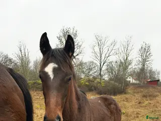 hästar Trevlig åring - Annons 17