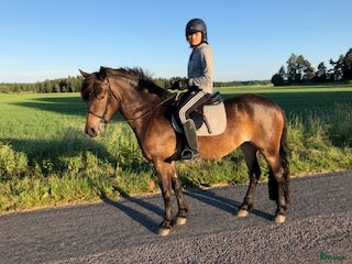  hästar Den bästa häst jag någonsin haft! - Annons 2