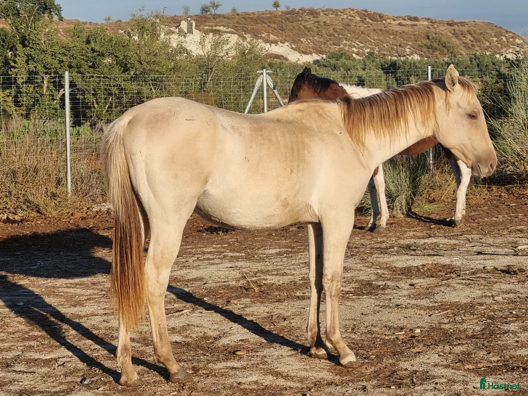 Allround hästar till salu: APHA Sto  i Slöinge - Annons 2