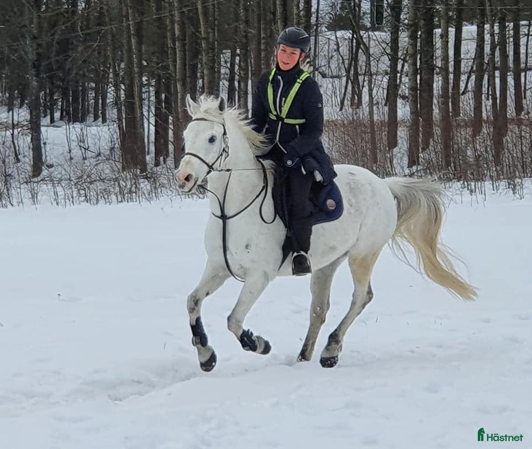  medryttarhäst finnes: C- och D-ponnier söker medryttare i Västerhaninge i Västerhaninge - Annons 3