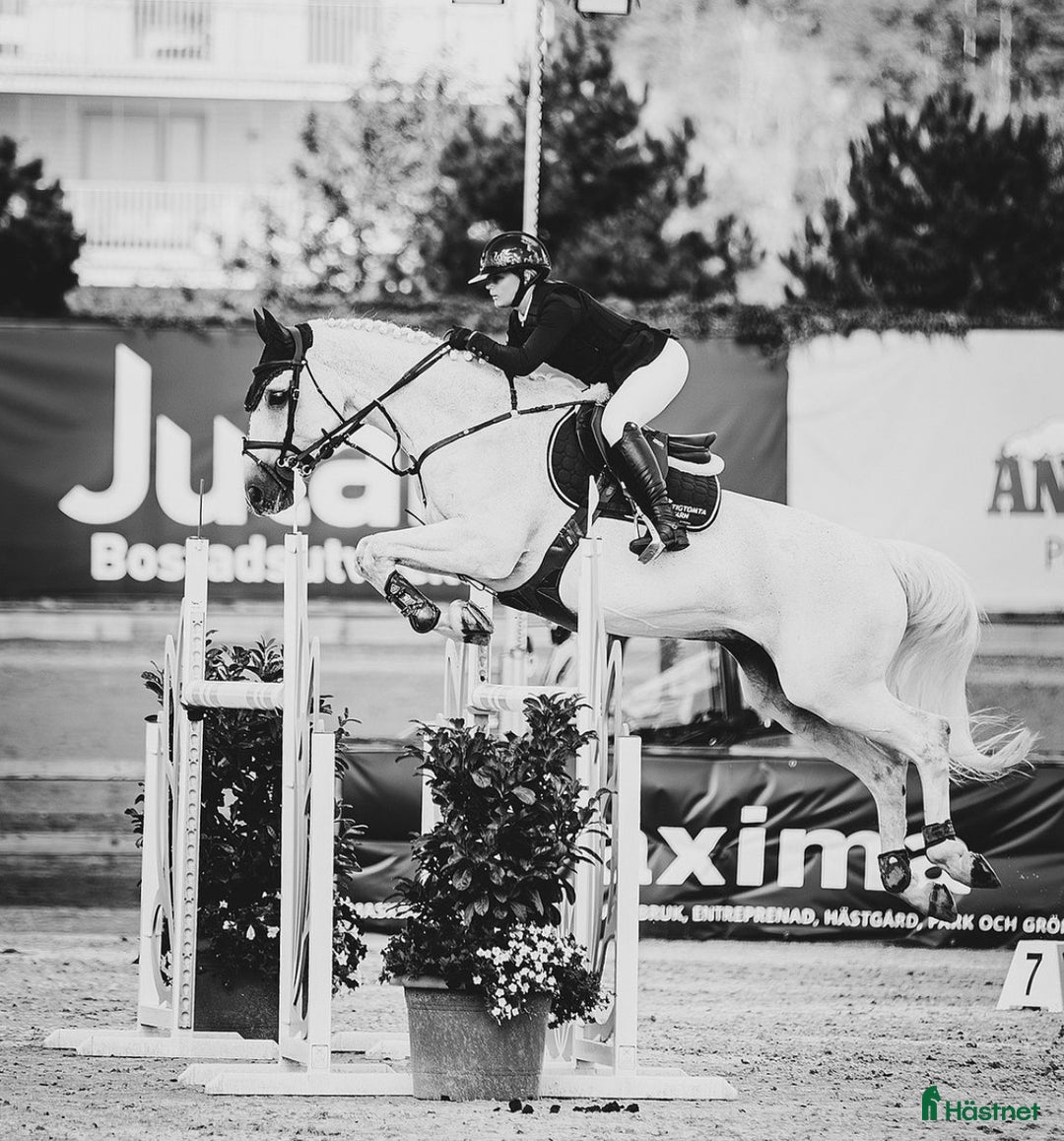 Hoppning hästar till salu: Trevlig hopphäst ! i Nyköping - Annons 1