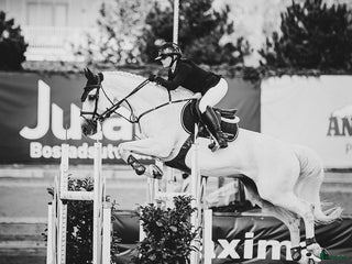 hästar Trevlig hopphäst ! i Nyköping - Annons 6